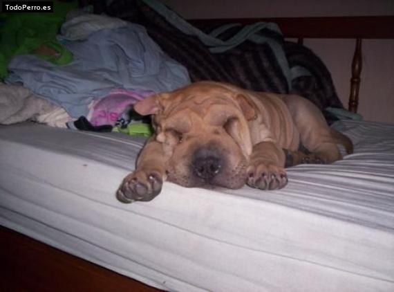 La foto del perro