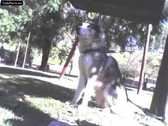 La foto del perro