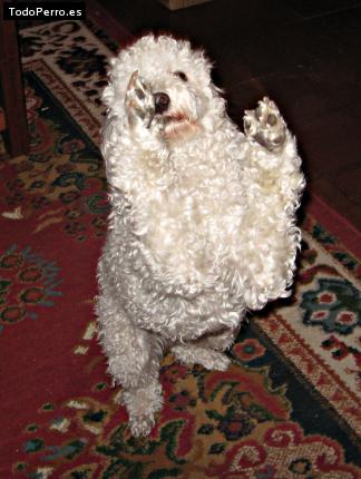 La foto del perro