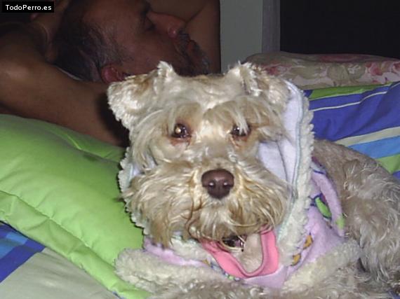 La foto del perro