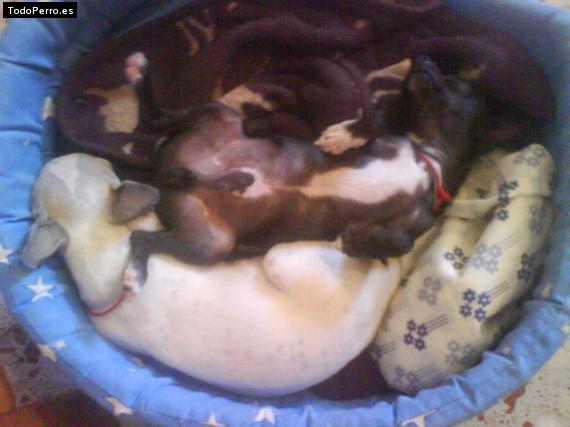 Foto del perro Wili