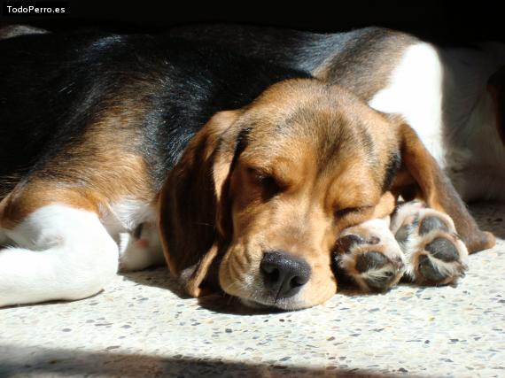 La foto del perro