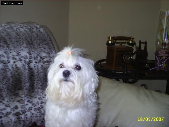 La foto del perro