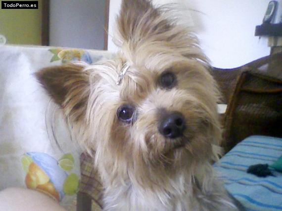 La foto del perro