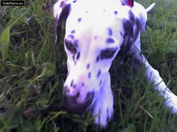 Foto del perro Sheba