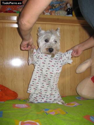 Foto del perro Jackie