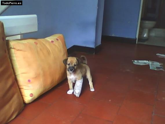La foto del perro