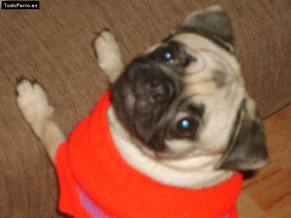 La foto del perro