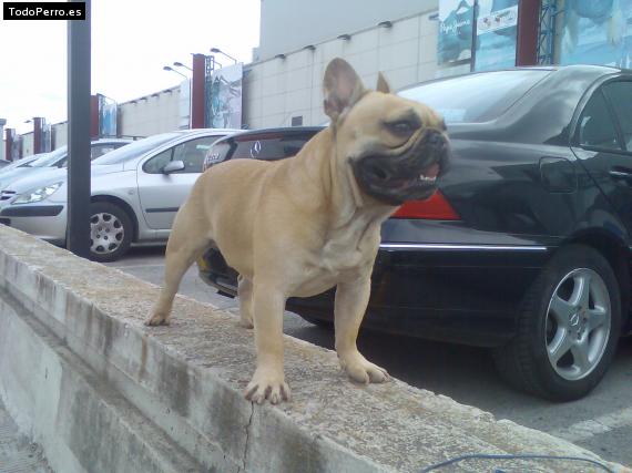 La foto del perro