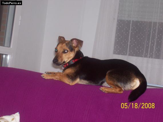 Foto del perro Wifu