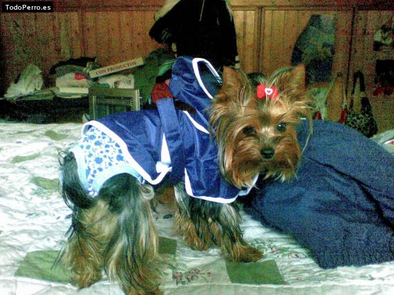 La foto del perro