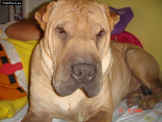 La foto del perro