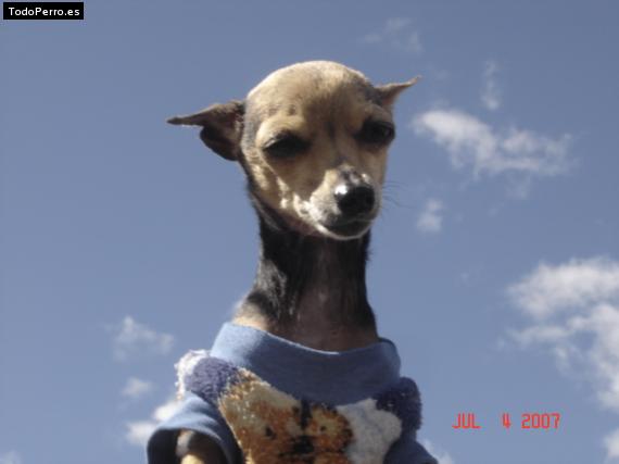 La foto del perro
