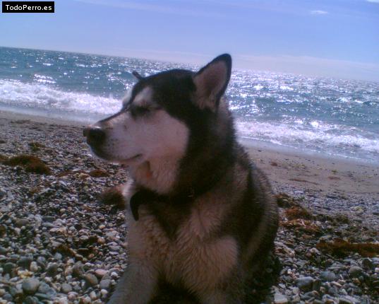 La foto del perro