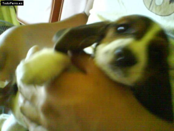 La foto del perro