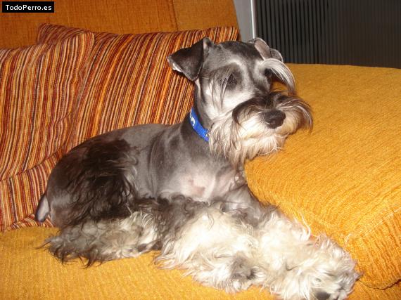 La foto del perro