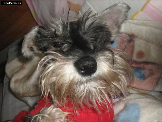 La foto del perro