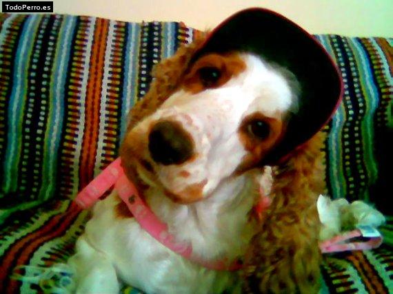La foto del perro