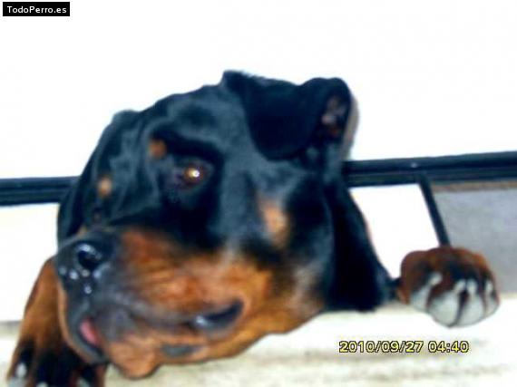 La foto del perro