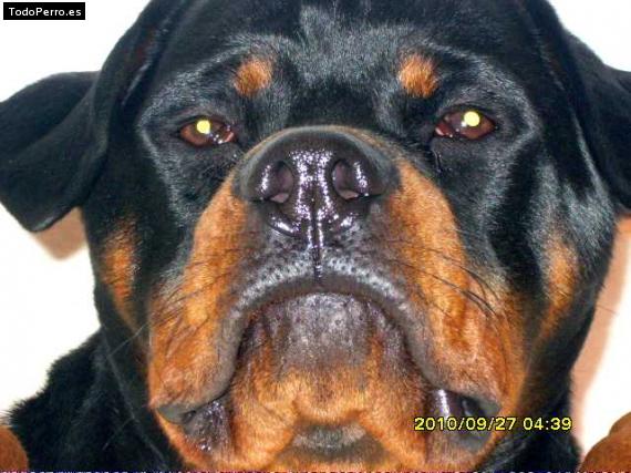 La foto del perro
