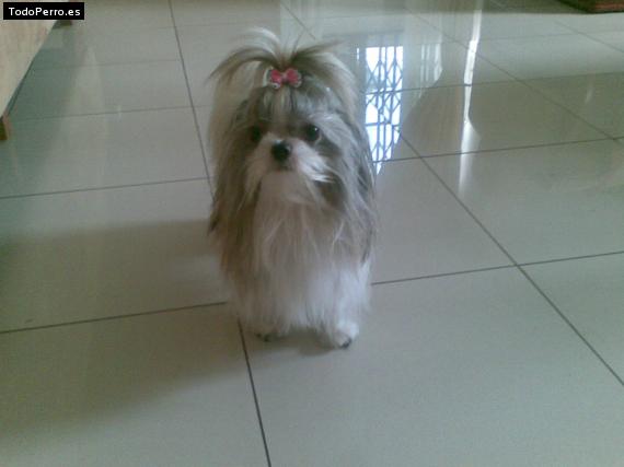 La foto del perro