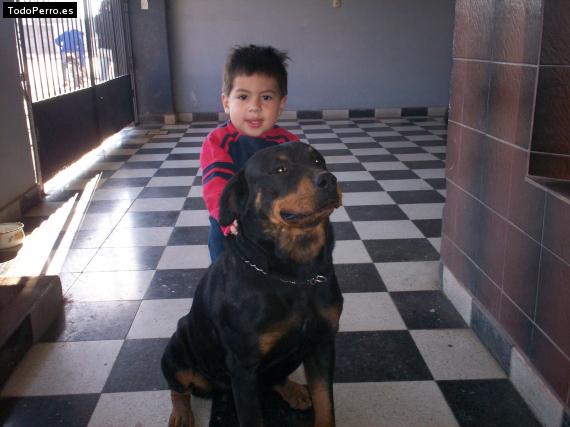 La foto del perro