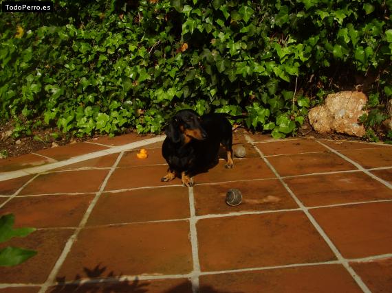La foto del perro