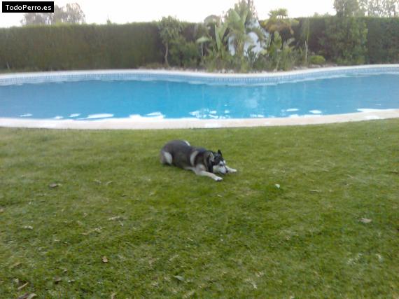 La foto del perro