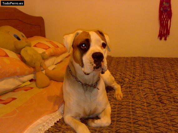 La foto del perro