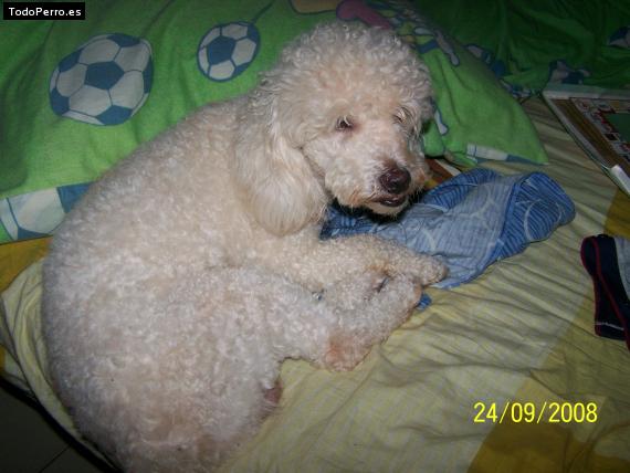 La foto del perro