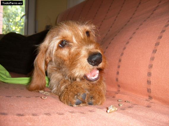 La foto del perro