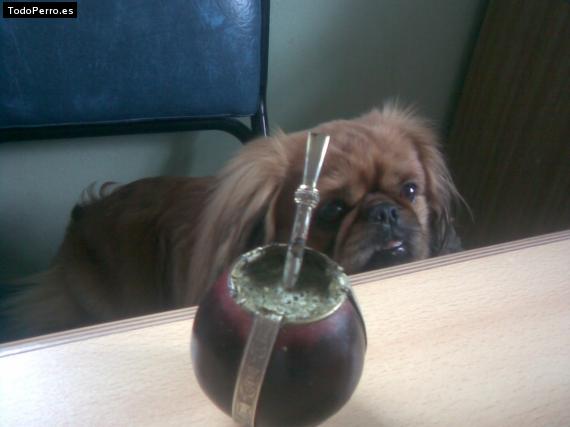 La foto del perro