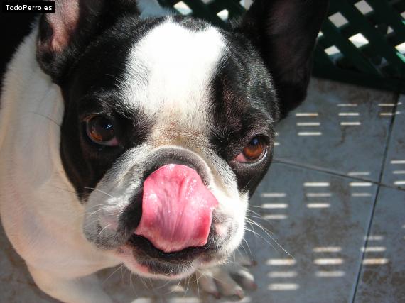 La foto del perro