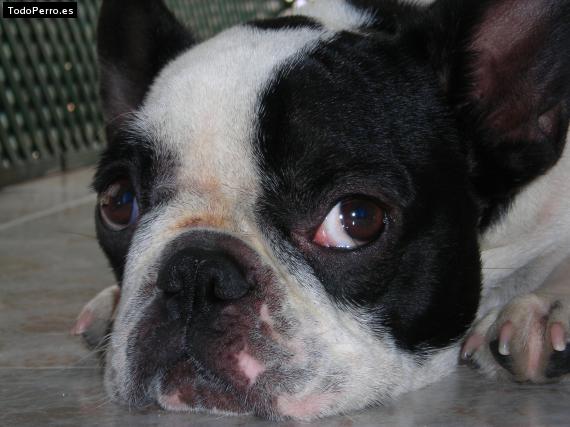 La foto del perro