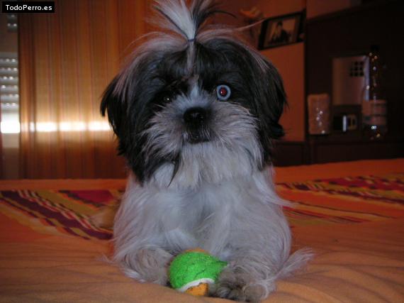 La foto del perro