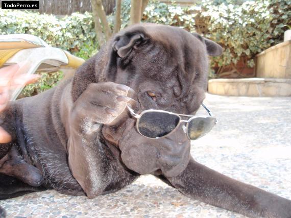 La foto del perro