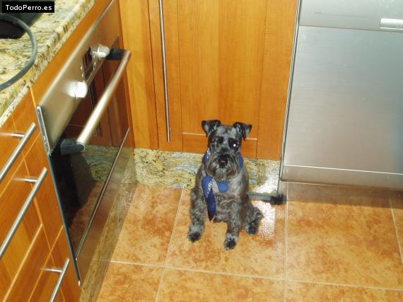 La foto del perro