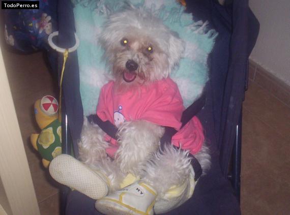 La foto del perro