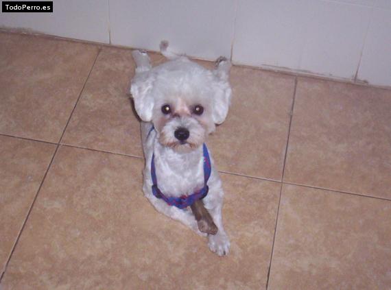 La foto del perro