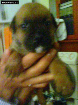 Foto del perro Cata