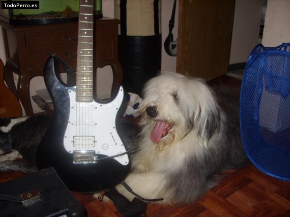 La foto del perro