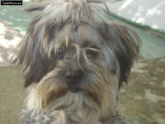 La foto del perro