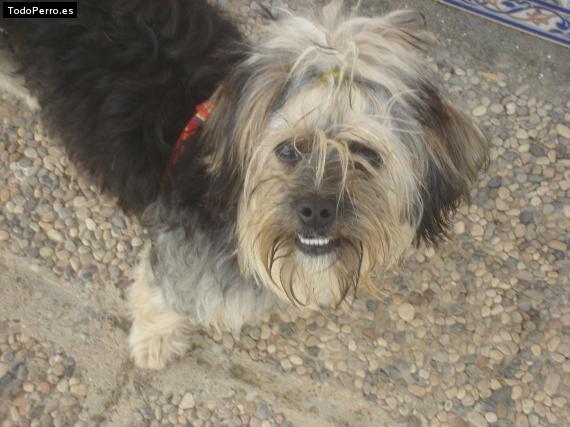 La foto del perro