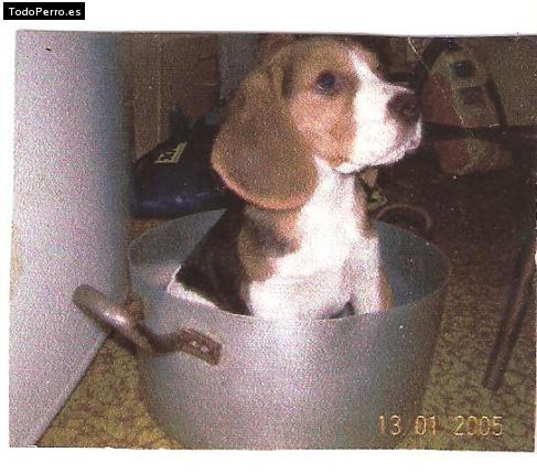 La foto del perro
