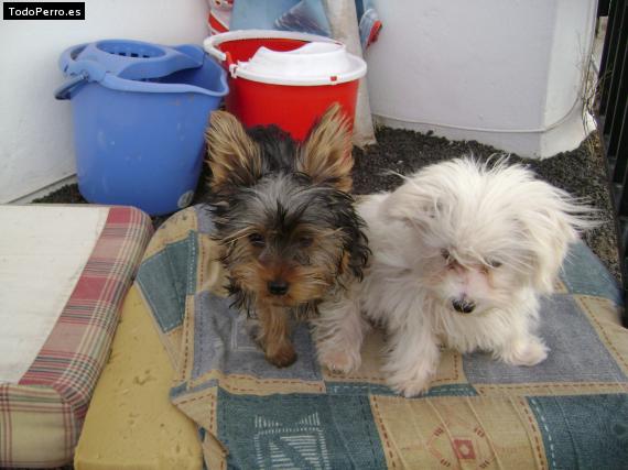 La foto del perro