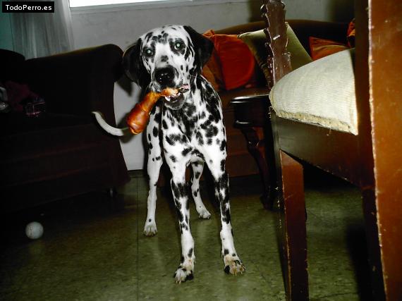La foto del perro