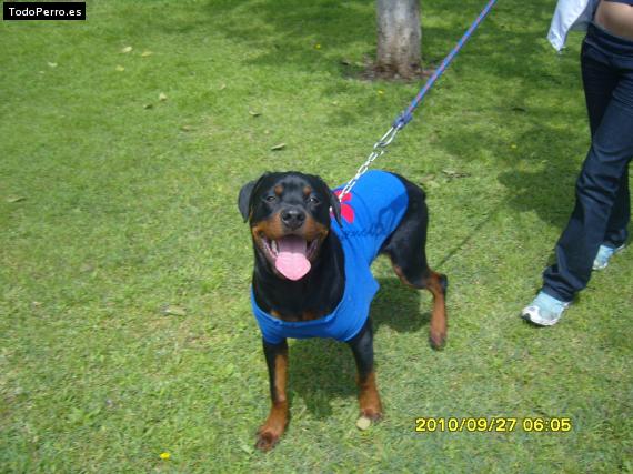 La foto del perro