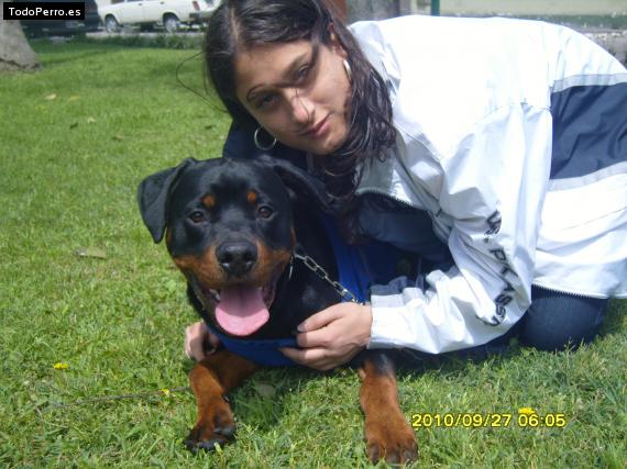 La foto del perro
