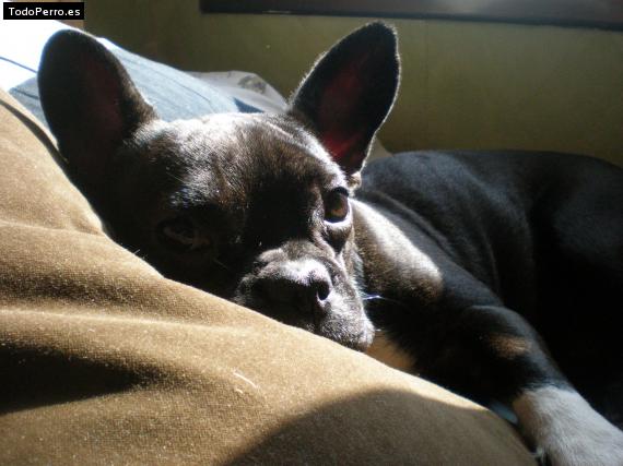 La foto del perro
