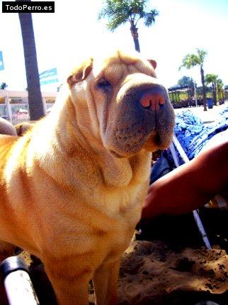 La foto del perro